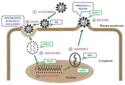 Non-muscle Myosin II: Role in Microbial Infection and Its Potential as a Therapeutic Target